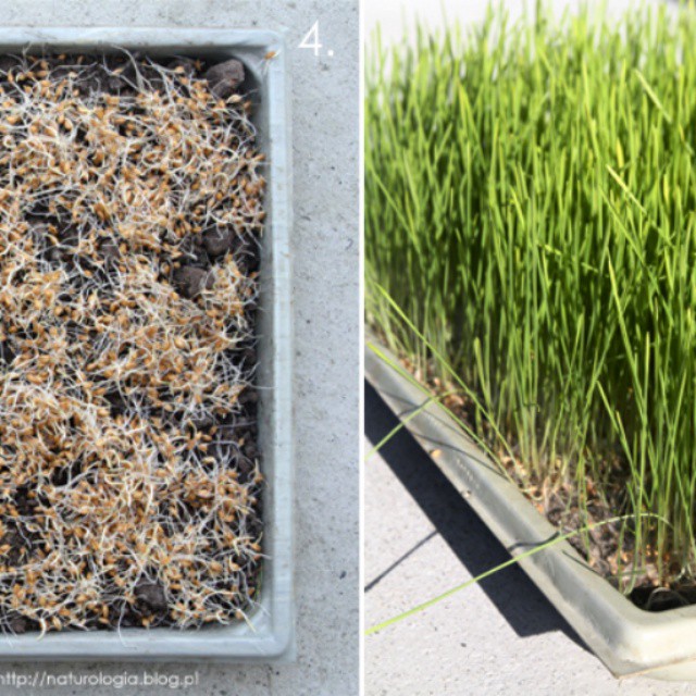 #homemade #diy #wheatgrass #forjuicing